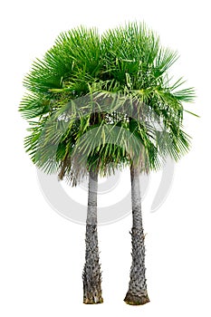 Big palm trees used in garden decoration on white background. Isolated