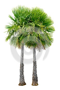 Big palm trees used in garden decoration on white background. Isolated