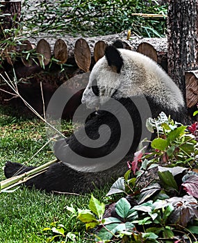 Big panda on the lawn 1