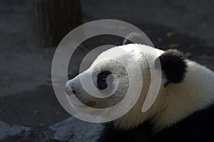 Big panda - portrait in profile with a narrowed eye