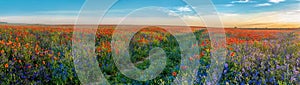 Big Panorama of poppies and bellsflowers field with path