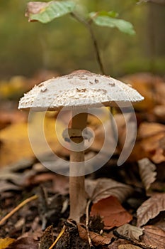 Big parasol mushroom in a forest found on mushrooming tour in autumn with brown foliage in backlight on the ground