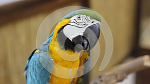 Big parrot close up. Blue and yellow macaw