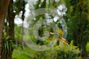 Big parrot in habitat. Endangered parrot, Great green macaw, Ara ambiguus, also known as Buffon`s macaw. Wild tropical forest bir