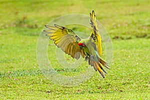 Big parrot in habitat. Endangered parrot, Great green macaw, Ara ambiguus, also known as Buffon\'s macaw. Wild tropical forest bir