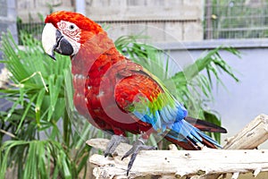 Big parrot macaw. A big bird in bright red blue green lights.