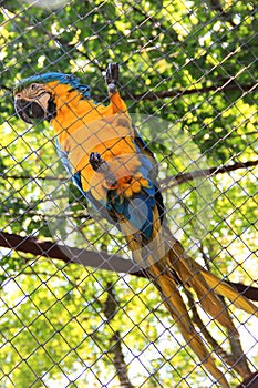 big parrot in a zoo cage. Ara parrot
