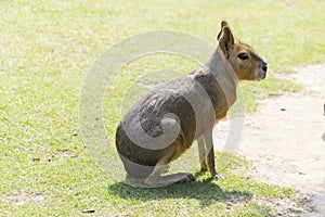 Big Patagonian hare