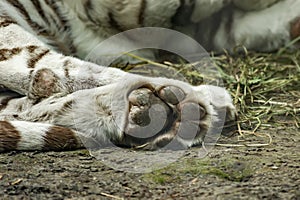 Big paw of sleeping white tiger