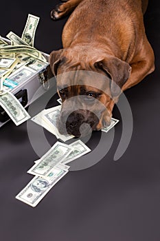 Big pedigreed dog and diplomat with money. photo