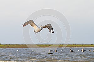 Big pelecanus onocrotalus flying over water