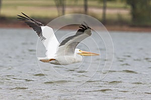 Big pelican over Lake Hefner in Oklahoma