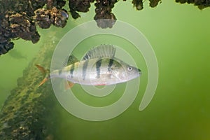 Big perch in the lake