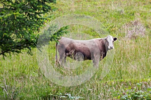 Big perky bull on Scottish pasture looking straight