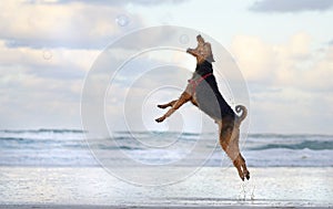 Big pet dog jumping running playing on beach in summer photo