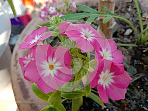 Big phlox flower plant blooming in India Uttar Pradesh Kanpur