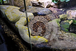 A big phyton behind the glass