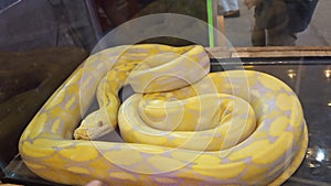 Big phyton snake