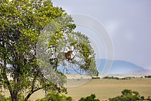 Big picturesque cat - spotted leopard