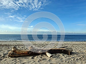 Big piece of driftwood on the beach