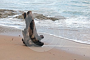 BIG PIECE OF DRIFTWOOD ON THE BEACH