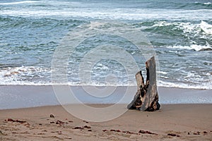 DRIFTWOOD ON THE SAND