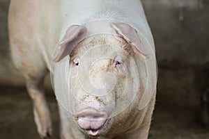 Big pig in farm