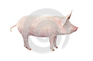 Big pig isolated on white