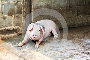 Big pig lay down on the floor in hoven farm