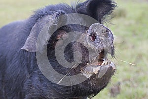 A big pig with a open mouth