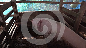 Big pig in organic farm, close up body domestic pig sleeping on ground,