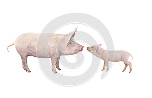 Big pig and piglet isolated on white