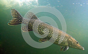 Big Pike (Esox Lucius)