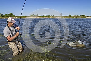 Big pike fishing. Fisherman catch fish in water at river
