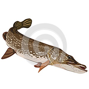big pike illustration, fishing vector