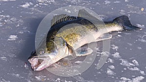 Big pike-perch on the ice