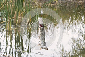 Big pike on spinning hook. Successful fishing, fisherman`s catch. Selective focus, close-up