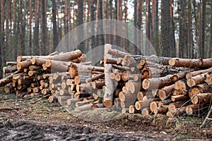 Big pile of chopped trees laying in the forest on a gloomy wet weather