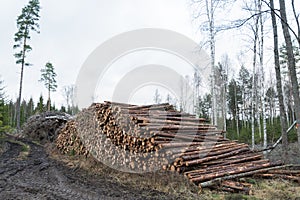 Pile of pulpwood in a forest