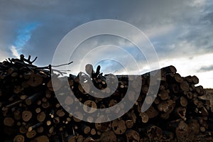 Big pile of firewood against cloudy sky at late autumn, Bobija mountain