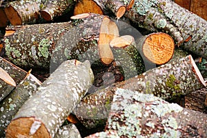 Big pile of firewood. Big pile of firewood for fireplace. sawn tree trunks red aspen and birch, piled in a heap