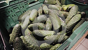 Big pile of fresh green organic cucumbers ready to sale in supermarket. Background pile of cucumbers agriculture concept