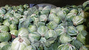 Big pile of green fresh cabbage in the refrigerated warehouse