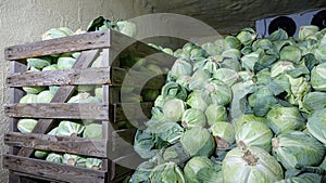 Big pile of green fresh cabbage in the refrigerated warehouse. Wooden box with cabbage in a chilled room