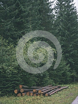 Veľká hromada dreva na lesnej ceste - vzhľad vintage filmu