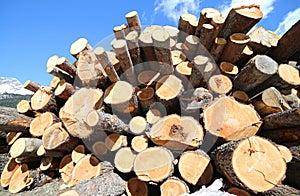 Big pile of logs Cut From lumberjacks