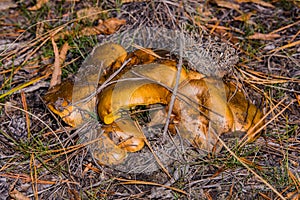 Big pile of mushrooms Slippery jack Suillus luteus in pine forest. Suillus luteus closeup.