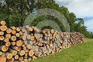 Big pile of oak wood in a forest