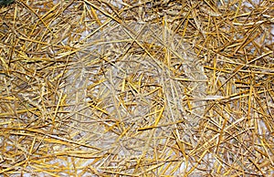 a big pile of old yellow hay straws on the ground Hay. Hay Bails. Seamless texture hay, straw. Hay Background. Straw