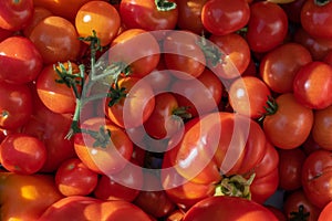 Big pile of red and ripe tomatoes in the sun..